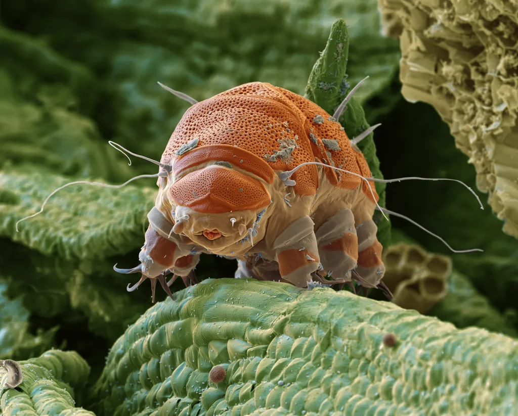 Tardigrade